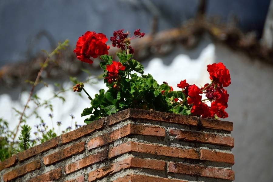 Descubre qué ver en Benalauría, la joya oculta de Málaga